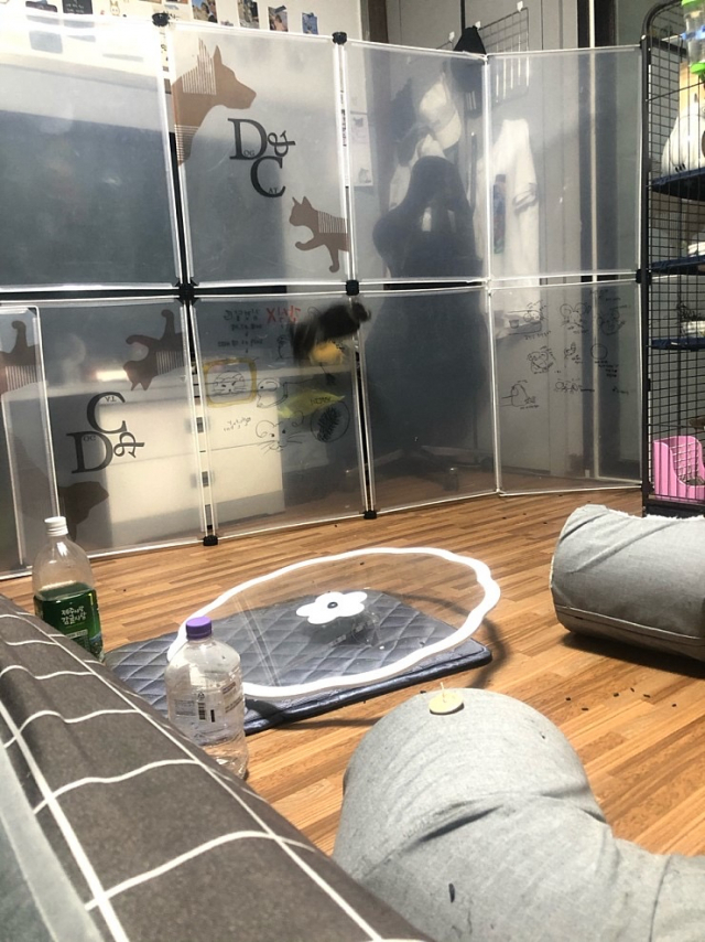 친칠라는 점프력이 좋은 동물이기 때문에 반려인 공간과의 구분이 반드시 필요하다. 임소현 기자