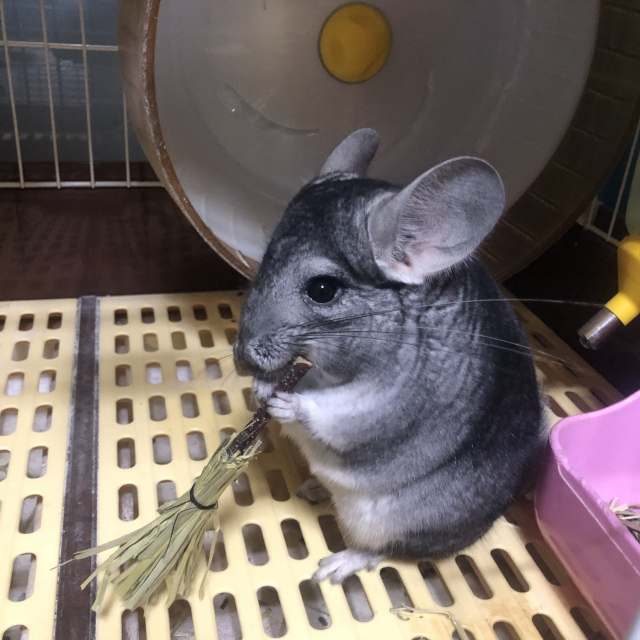 뭐든 갉아먹는 친칠라에겐 이갈이 용품이 필수다. 사과나무 가지를 갉아 대는 친칠라의 모습. 독자 제공