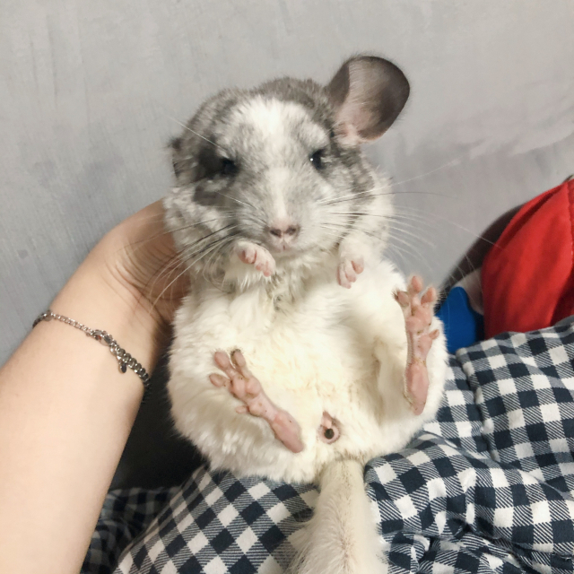 친칠라는 장이 좋지 않은 동물이기 때문에 건조된 것들만 급여해야 한다. 독자 제공