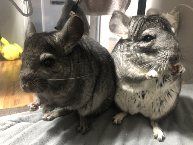 침대에 올라와 이불 속을 다녀간 날이면 똥이 한주먹씩 나오는 친칠라는