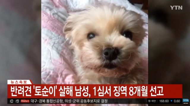 반려견 죽인 남성 1심서 징역 8개월 선고. ytn tv 화면 캡처