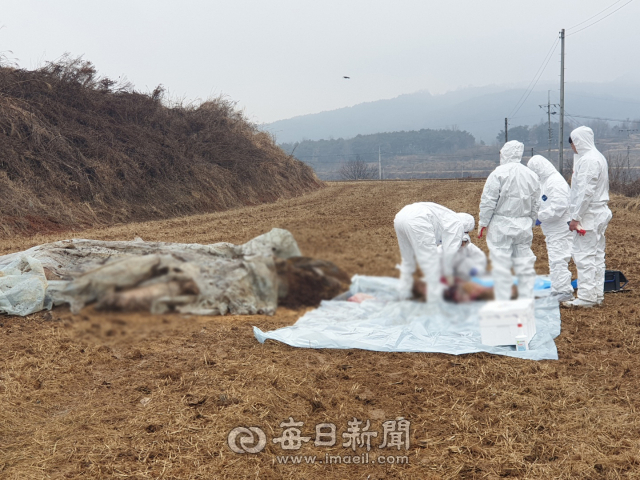 23일 경북 예천군 호명면에서 돼지 폐사체 20여 마리가 발견돼 경북도에서 나온 직원들이 현장에서 시료를 채취하고 있다. 윤영민 기자