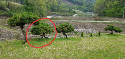 향나무가 사라지기 전 산소 주변 모습. 독자 제공