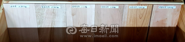 같은 나무 크기지만 가장 오른쪽 박달나무가 다른 나무에 비해 무게가 무거운 것을 확인할 수 있다. 전종훈 기자