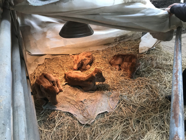 경북 상주시 함창읍 태봉리에서 국내 처음으로 탄생한 송아지 네쌍둥이. 상주시 제공