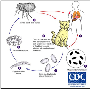 Cat Scratch Disease(고양이할큄병)의 원인균은 벼룩의 배설물내에 존재하던 바르토넬라 균이다. 미국에서도 매년 1만명 이상이 병원 입원 치료를 받고 있으며, 주로 새끼고양이를 자주 접하는 어린이 환자가 많다. 미국CDC 제공.