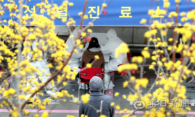 코로나19 의심 환자 선별진료가 한창인 26일 대구 서구보건소 선별진료소앞에 노란 산수유꽃이 활짝 폈다. 대구 주요병원과 각 보건소에 시민들의 발길이 이어진 이날 정부는 신천지 신도 21만2천명에 대한 코로나19 관련 전수조사에 들어갔다. 김태형 선임기자 thk@imaeil.com