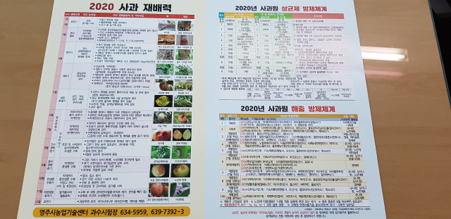 영주시가 제작 배포한 사과 재배력. 영주시 제공