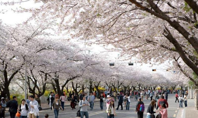 서울 여의도 봄꽃축제