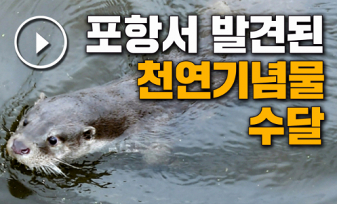 포항구항 바다 노니는 수달. 포항해양경찰서 제공.