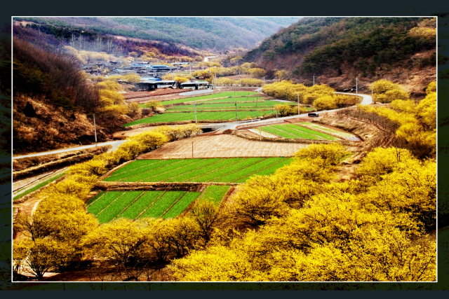 경북 의성군 사곡면 산수유마을 일대에 산수유꽃이 활짝 펴 장관을 이루고 있다. 의성군 제공