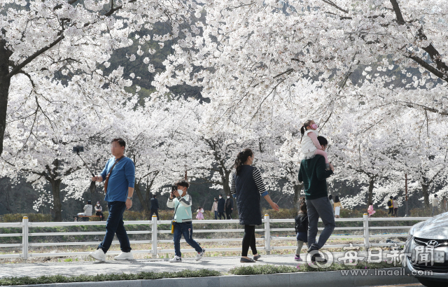 코로나19 확산 방지를 위해 대구 달성군 옥포 벚꽃축제가 취소된 가운데 30일 시민들이 만개한 옥포 벚꽃 길을 산책하고 있다. 성일권 기자 sungig@imaeil.com