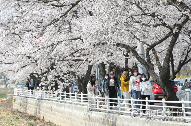 코로나19 확산 방지를 위해 대구 달성군 옥포 벚꽃축제가 취소된 가운데 지난달 30일 시민들이 만개한 옥포 벚꽃 길을 산책하고 있다. 성일권 기자 sungig@imaeil.com