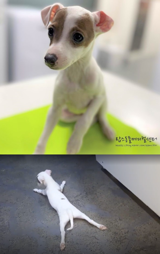 성장기 강아지가 통증이나 보행이상을 호소한다면 신경계 검사를 우선 추천드린다. 평소의 아름이의 모습(위)과 내원 당시의 사지마비 상태인 아름이의 모습 (아래). 탑스동물메디컬센터 제공.