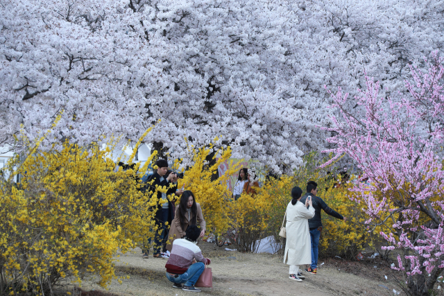 지난해 경주 김유신장군묘를 찾은 관광객들이 벚꽃을 구경하며 사진을 찍고 있다. 경주시 제공