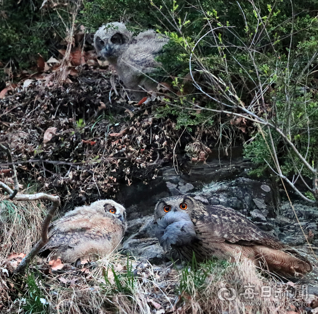 지난 3일 오후 어둠이 찾아오자 둥지로 돌아 온 수리부엉이 어미(오른쪽)가 잔뜩 경계한 눈빛으로 사냥한 비둘기 먹이를 물고 은신처에 숨겨놓은 새끼를 불러내고 있다. 이날 수리부엉이 가족은 사람들의 잡담·휴대폰 노래·반려견 짓는 소리에 종일 은신처에 머물며 불안한 모습을 보였다. 김태형 선임기자 thk@imaeil.com