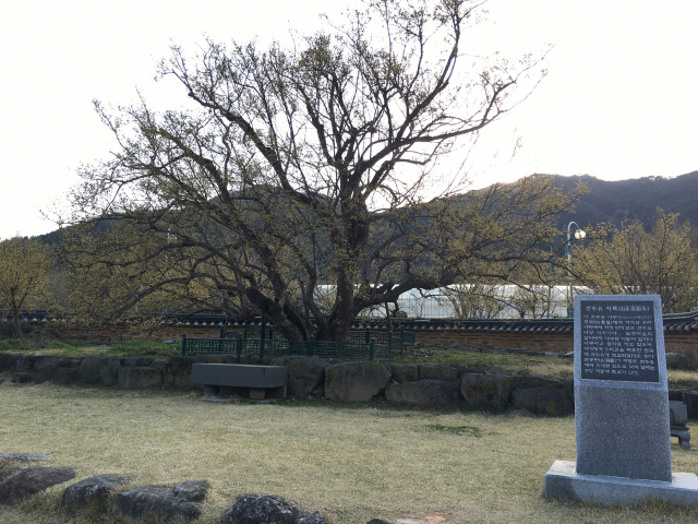 전남 구례군에 있는 국내 최장수 산수유 시목(始木). 수목원 제공