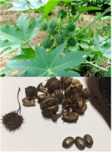 피마자(아주까리)(위)와 피마자의 씨앗(아래). 피마자 씨앗의 껍질에는 리신(RISIN)이 함유되어있다. 리신의 독성은 청산가리의 6천 배이며 미국질병통제예방센터(CDC)에서는 생화학테러물질 B군으로 분류되어있다. 탑스동물메디컬센터 제공.
