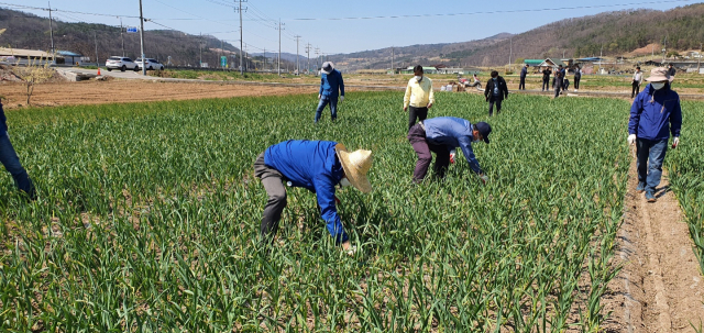 경상북도 농축산유통국 직원들이 8일 의성군 마늘농가를 찾아 일손을 돕고 있다. 경북도 제공