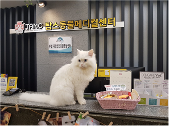 터줏대감 해리(터키쉬앙고라, 7살)는 원장 대행 행세를 한다. 탑스동물메디컬센터 제공.