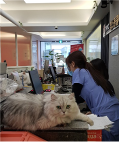천사 고양이 샤벳(친칠라, 7살)은 꾹꾹이를 하며 울적한 보호자의 마음을 다독여준다. 탑스동물메디컬센터 제공.