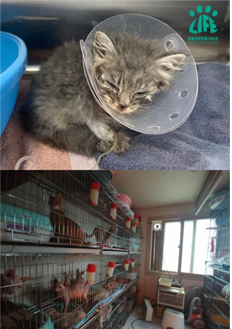지난 2월 부산 수영구 주택가의 한 고양이공장에서 구조된 어린고양이. 구조 당시 저체온증과 결막염, 구강궤양, 바이러스감염증에 귀진드기 마저 감염되어 매우 처참한 상황이었다. 고양이 밀집 사육은 고양이 학대이며 질병의 온상일 수밖에 없다. 동물보호단체