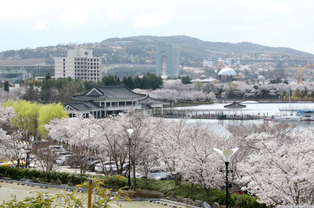 지난달 29일 경북 경주 보문관광단지 일대에 벚꽃이 활짝 피어 있다. 연합뉴스