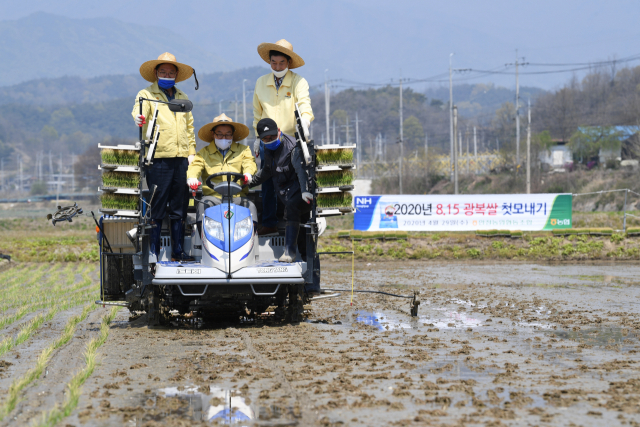 8·15 광복쌀 첫 모내기를 하고 있다. 영주시 제공