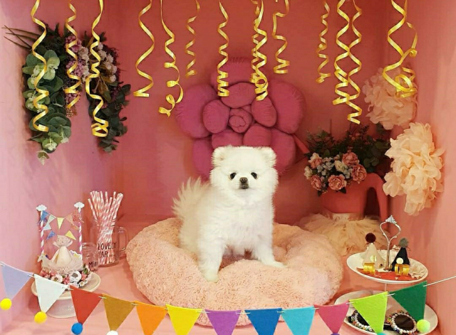 한 강아지가 개린이날을 맞아 기념 축하 파티 사진을 찍고 있다. 인스타그램 pocoa.chu 제공