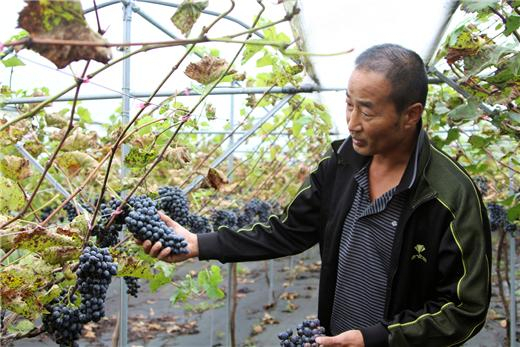수도산와이너리 백승현 대표가 산머루 농장에서