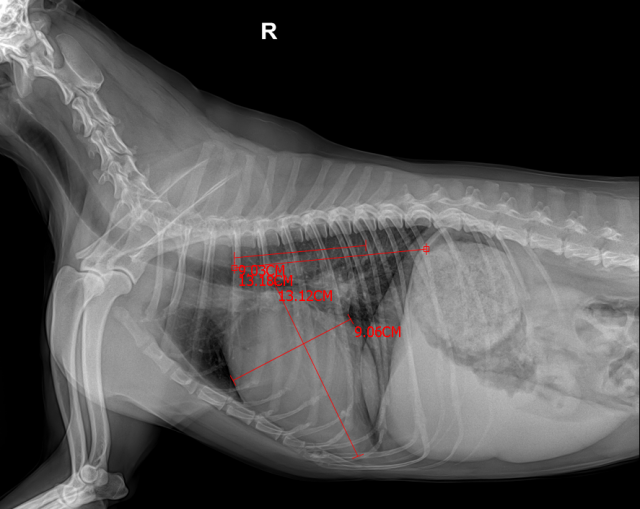 루의 X-ray(엑스레이) 사진. VHS는 심장의 긴 축과 짧은 축의 길이를는 흉추뼈의 갯수로 환산한 수치이다. 개의 정상적인 VHS는 8.5~10.5 이다 . 루의 경우 VHS가 13.2로 심비대가 심한 편이었다. 탑스동물메디컬센터 제공.