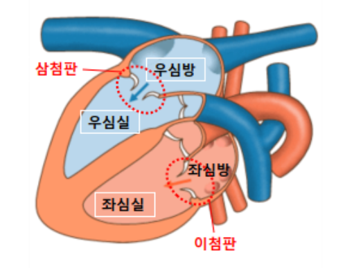 개와 고양이의 심장 내 심방과 심실, 판막의 해부학적인 구조와 혈액의 진행 방향. 탑스동물메디컬센터 제공.