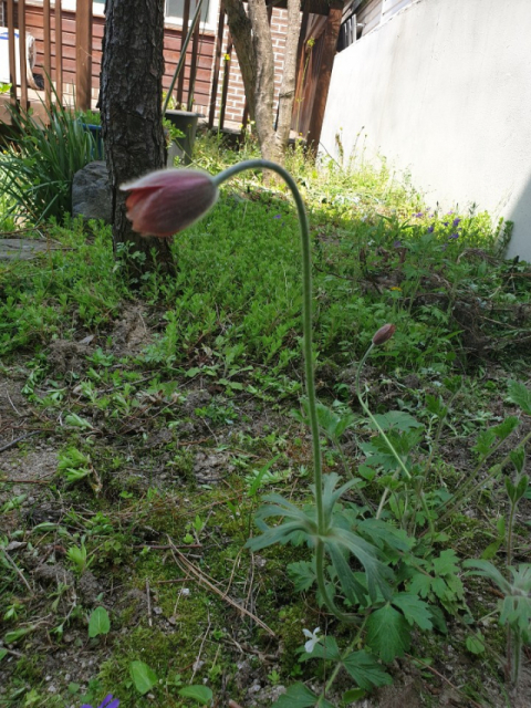 할미꽃