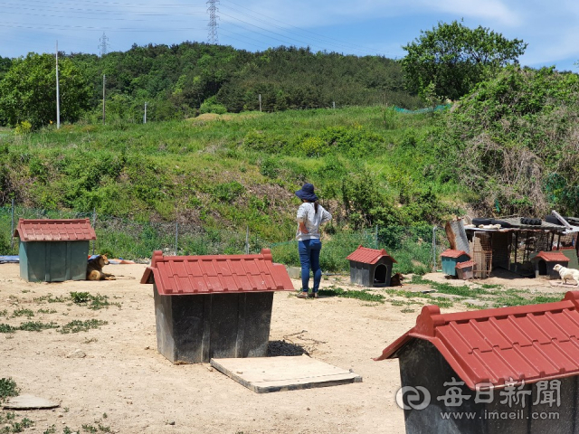 김주희씨가 자신이 보호 중인 개들을 둘러보며 깊은 한숨을 쉬고 있다. 식용 개사육농장에서 구출된 이 개들은 오갈 곳 없이 쫓겨날 형편에 처해졌다. 신동우 기자
