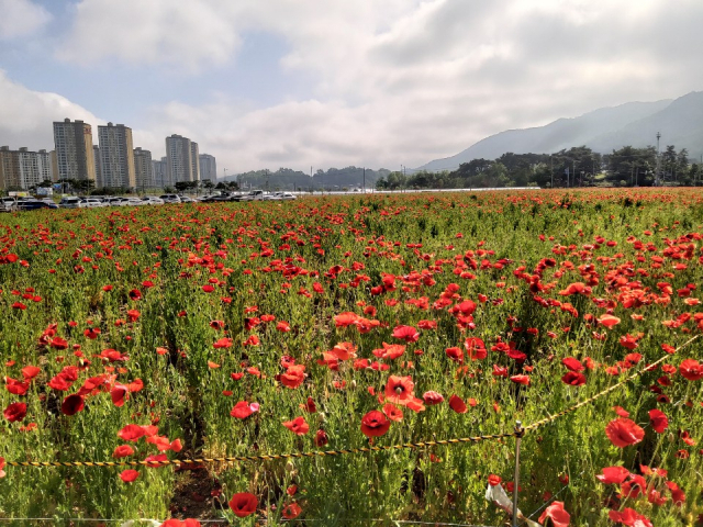 경북 김천 KTX역 부근에 조성된 꽃양귀비 대형꽃밭.