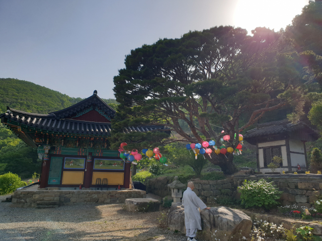 신흥사 주지 성파 스님이 350년 넘게 이 절을 지키고 있는 소나무를 바라보고 있다. 이현주 기자