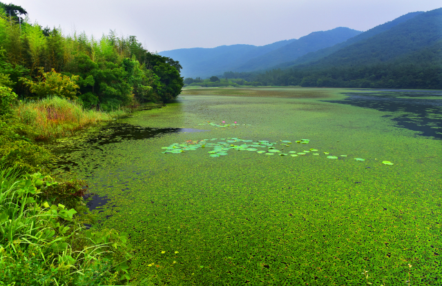 전북 고창군 아산면 운곡리 일원에 있는 운곡습지. 이곳은 유네스코 생물권보전지역으로 지정됐다