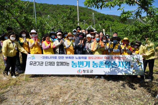 청도군이 올해 농번기 기간 동안 연인원 3만여명을 투입해 대대적인 농촌일손돕기에 나서고 있다. 청도군 제공