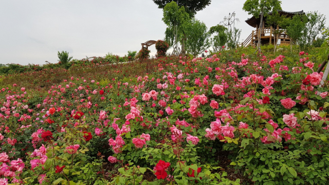 상주 함창명주테마공원 내 1만8천500㎡규모의 장미동산에는 크리스트얼(Kristall Floribunda Roses), 블루리버( Rose Blue river)등 20여 종의 다양한 장미 4만 그루가 한창 개화를 준비하고 있다. 상주시 제공