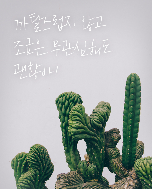 밍크선인장, 용신목, 귀면각 등 다양한 자태의 선인장. 이주형 기자.