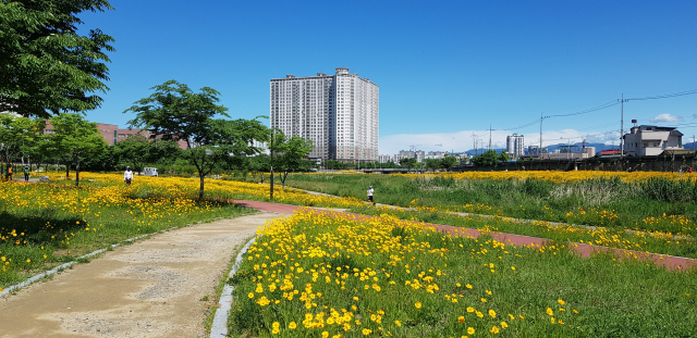 경산 남천둔치가 활짝 핀 금계국과 각종 야생화들로 장관을 이루고 있다. 경산시 제공