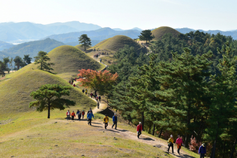 경북 고령군은 2022년 지산동 고분군 세계유산 최종 등재를 목표로 고분군 정비에 박차를 가하고 있다. 사진은 지산동 고분군 일원에서 진행된 걷기대회 장면. 매일신문 DB