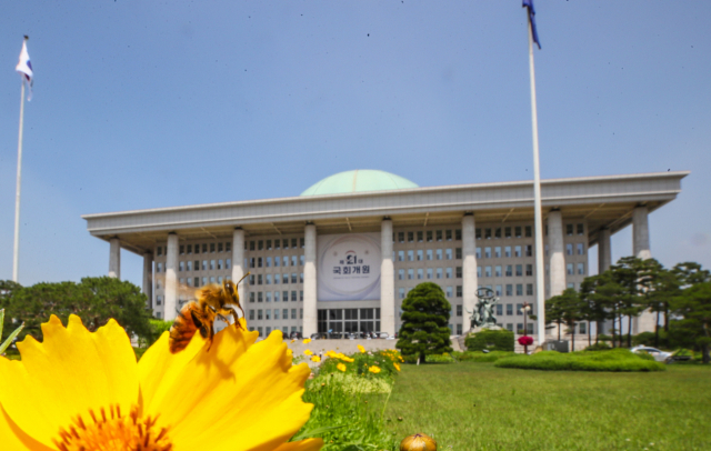 제21대 국회 개원이 하루 앞으로 다가온 29일 서울 여의도 국회 잔디광장에서 꿀벌이 개원 축하 현수막이 걸린 국회 본관 건물을 배경으로 부지런히 일하고 있다. 연합뉴스