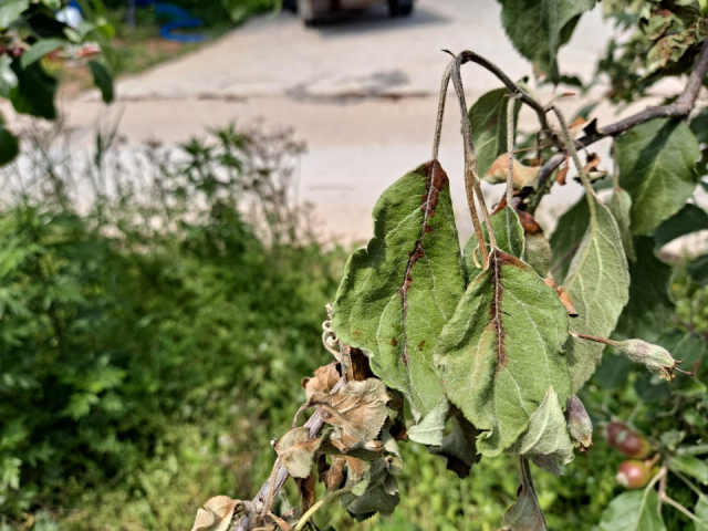경북 영주시 부석면 한 사과농가에서 발견된 과수화상병 의심 증상이 나타난 사과 나무 잎사귀 모습. 영주시 제공