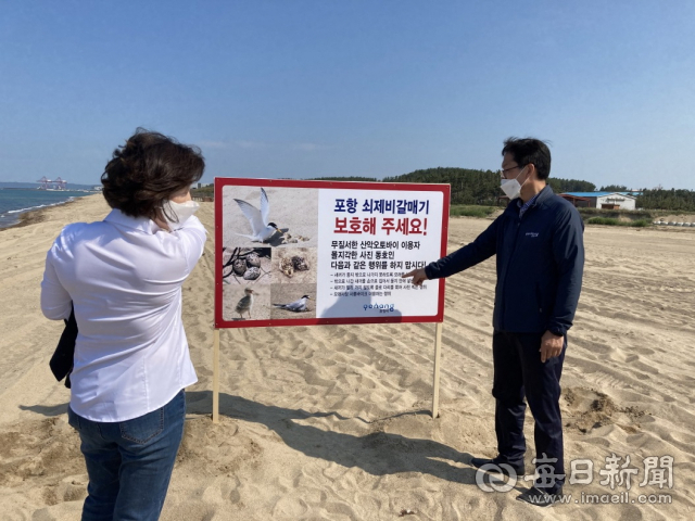멸종위기종인 쇠제비갈매기의 번식을 위협하는 행위가 늘면서 포항시가 서식지를 중심으로 보호 활동을 강화하고 있다. 포항시 제공