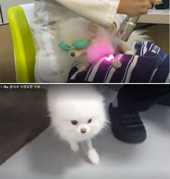 골절 수술 받은 앞다리에 재활레이저 치료를 받고 있다(윗사진). 수술 후 2주차 부터 좌측 앞다리 보행이 원활해진 우유의 걷는 모습(아랫사진). 탑스동물메디컬센터 제공.