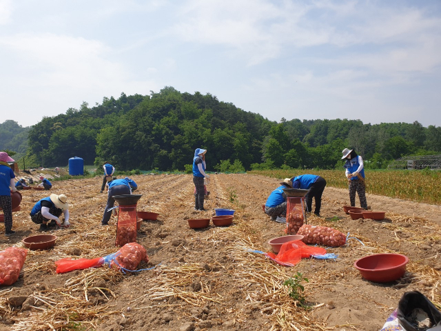 경상북도개발공사 직원들이 지난 10일 영주의 마늘재배 농가를 방문해 일손 돕기 봉사활동을 하고 있다. 경북개발공사 제공