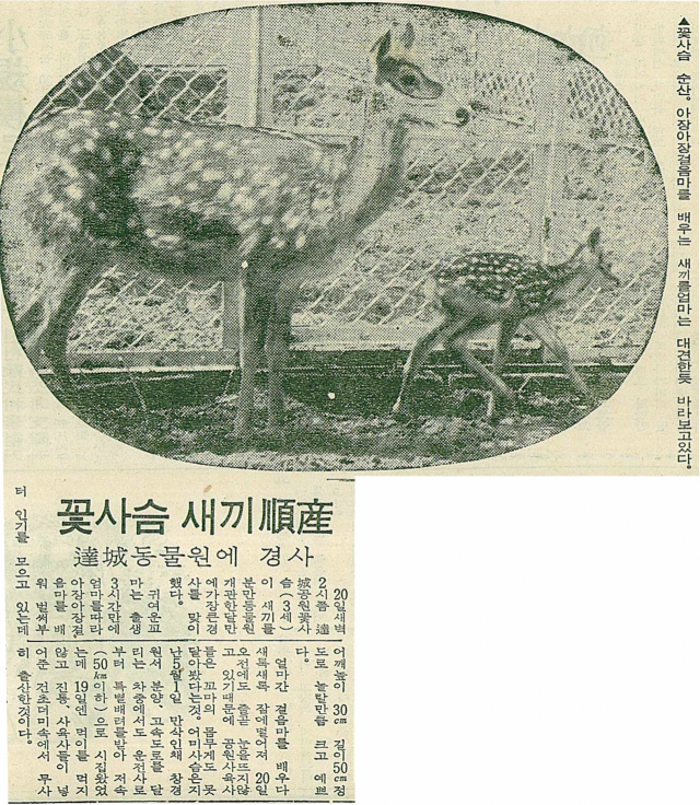 1970년 6월 21일자 매일신문 7면에 실린 꽃사슴 순산 기사. 매일신문 DB