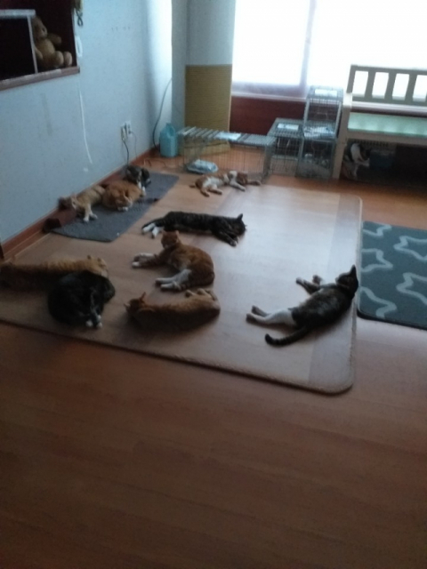 캣맘 태영선 씨가 집에서 돌보는 고양이 모습. 박상구 기자