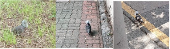 온라인에서 커피뚜껑이 씐 채 걷고 있는 비둘기가 있다는 제보가 이어졌다. 페이스북 캡처